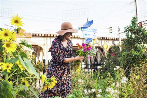 Woman In Urban Garden Picking Fresh Flowers Stock Photo Dissolve