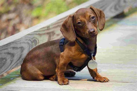 Dachshund Puppy Wallpaper Cubs Animals Nature Wallpaper Collection