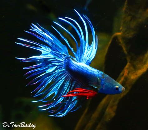 Premium MALE Blue Crowntail Betta Fish On SALE