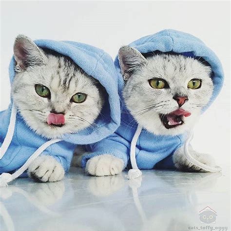 Happy Gangster Caturday Catstoffyoggy Like A Cat Cute Cats Cats
