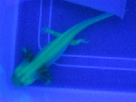 Isu Axolotls Glowing Under The Black Light