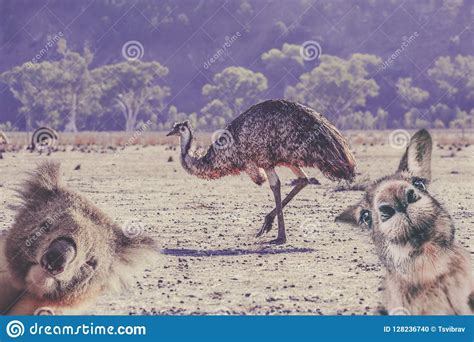 Humorous Collage Of Australian Native Animals Stock Photo