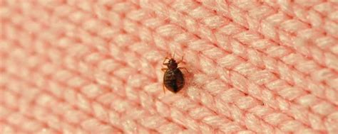 Why Bed Bugs Are A Big Winter Problem James River Pest Solutions