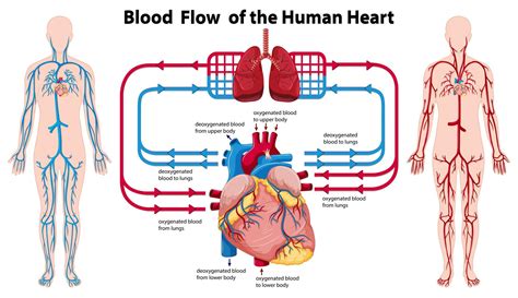 Diagram Showing Blood Flow Of The Human Heart Vector Art At Vecteezy