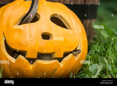 Creepy Snake Hi Res Stock Photography And Images Alamy