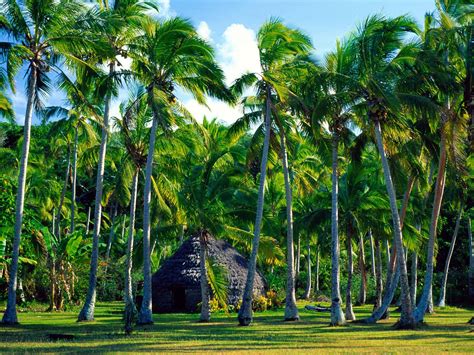 Are you searching for coconut tree png images or vector? Tall coconut trees (With images) | Photo mural, Tree ...