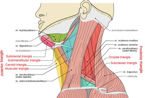 Neck Muscle Tightness Causesymptomstreatmentexercise Mobile Phys