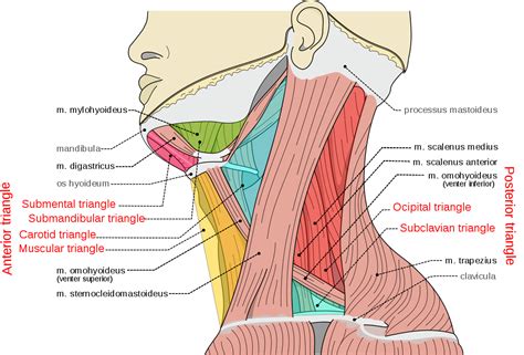 Parathyroid glands (glands that control calcium levels in the blood and bones). Triangles of the neck - Wikipedia