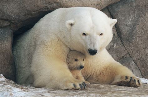 Baby Polar Bears In Moscow Zoo First Steps With Mom
