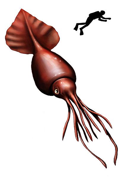 Giant Squid Archives Animal Facts For Kids Wild Facts