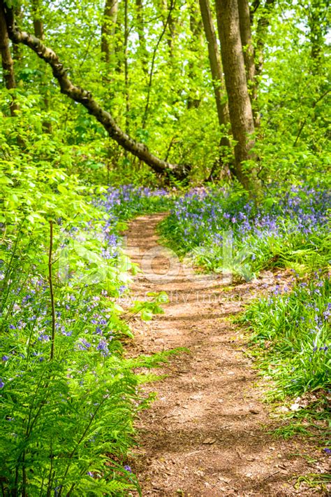 Springtime Forest Path Stock Photo Royalty Free Freeimages