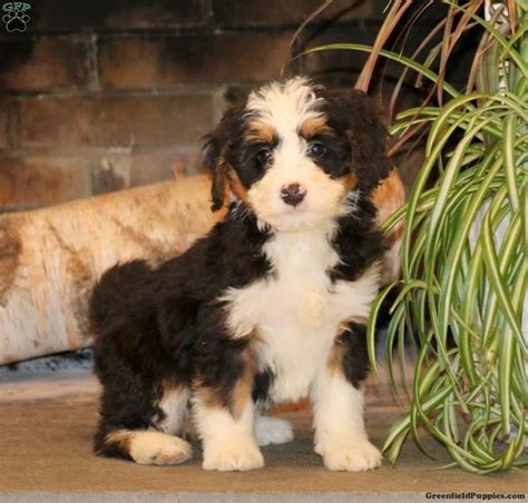 Esther Mini Bernedoodle Puppy For Sale In Pennsylvania