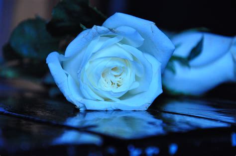 White Blue Rose Ii Stock By Starscoldnight On Deviantart