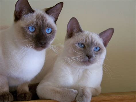 Siamese Cat Personality Temperament Care About Cats
