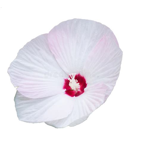 We did not find results for: Isolate White Hibiscus Flower Stock Image - Image of ...