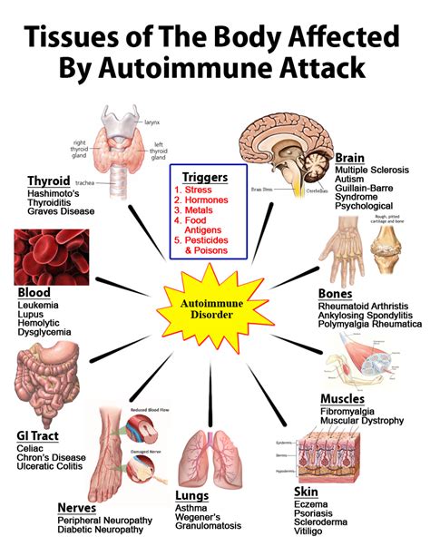 Autoimmune Disorders Livers With Life