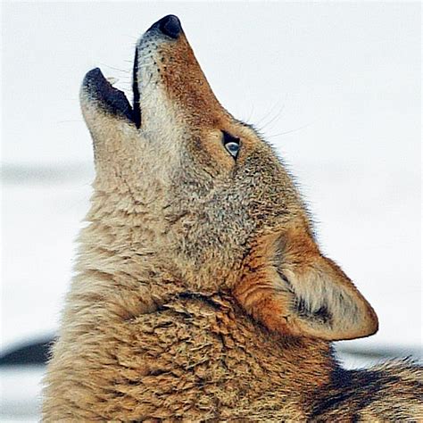 Coyote Pack Howling - Wildtones