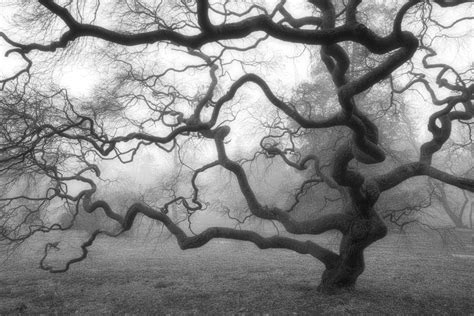 Nature Photography Winter Tree Black And White Photograph