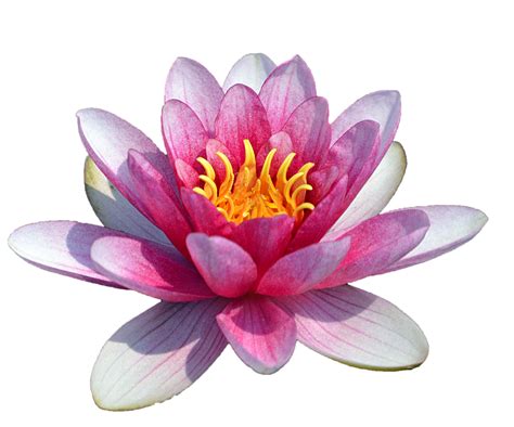 Lotus Flower Png Transparent Image Download Size 1024x853px