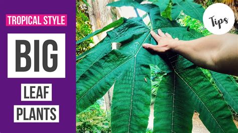 Big Leaf Plants For A Tropical Style Garden Youtube