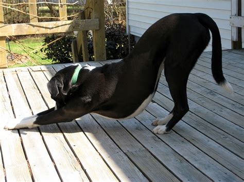 Gentle Stretches To Increase Your Dogs Flexibility Doggie Outpost