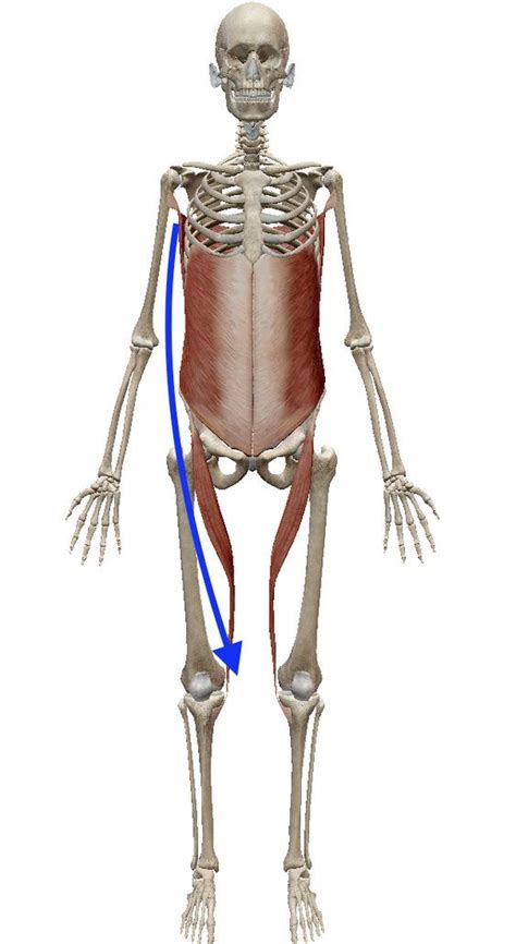The three groups are the posterior knee joint pictured from behind. Pin by Adzanta on Alexander Technique & Posture Correction | Muscle anatomy, Anatomy bones ...