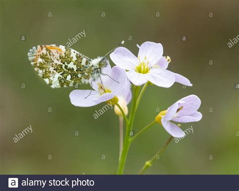 Male Orange Tip Hi Res Stock Photography And Images Alamy
