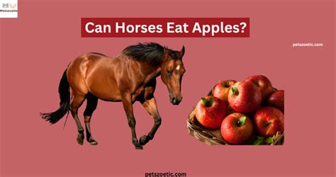 Can Horses Eat Apples A Guide To Feeding Your Horse Friend