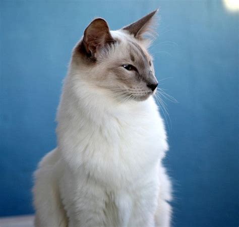 10 Hypoallergenic Cat Breeds Balinese Cat Cat Breeds Rare Cats
