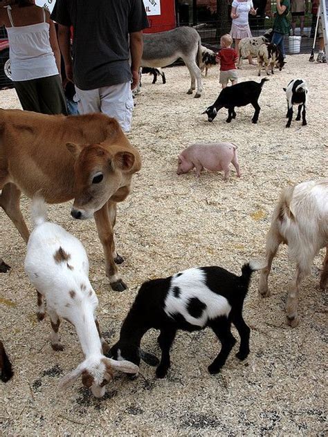 Please choose a different date. Baby farm animals, Miller's petting zoo | Baby farm ...