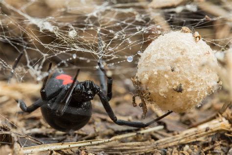 Black Widow Protecting Her Egg Sac Rspiders