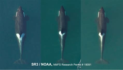Field Update Southern Resident Killer Whale Health Assessments — Sr3