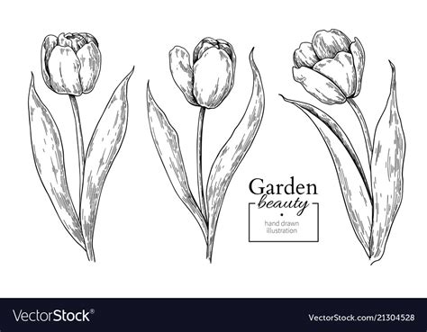 Tulip Flower And Leaves Drawing Hand Drawn Vector Image