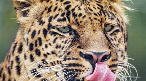 Download Wallpaper 1600x900 Leopard Big Cat Predator Protruding