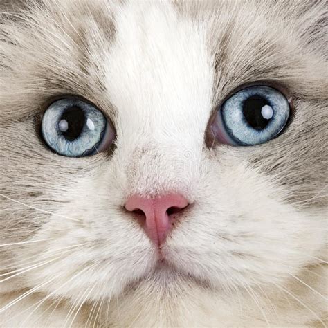 Ragdoll Cat In Studio Stock Photo Image Of Isolated 133074940