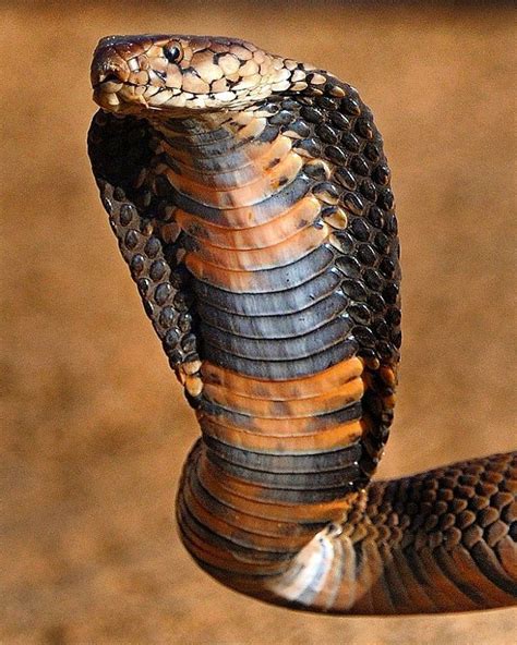Mozambique Spitting Cobra Naja Mossambica Snake Images Beautiful