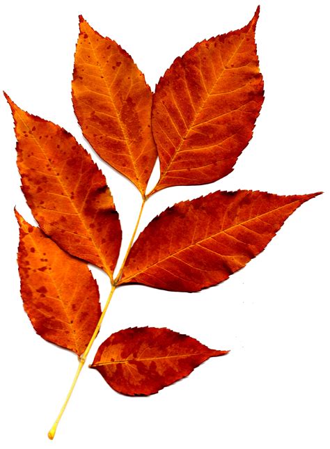 Free Photo Orange Leaves Autumn Fall Green Free Download Jooinn