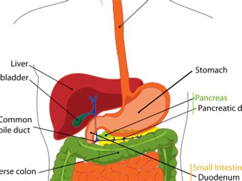 Liver Diagram No Labels Organ Systems And Body Cavities If You