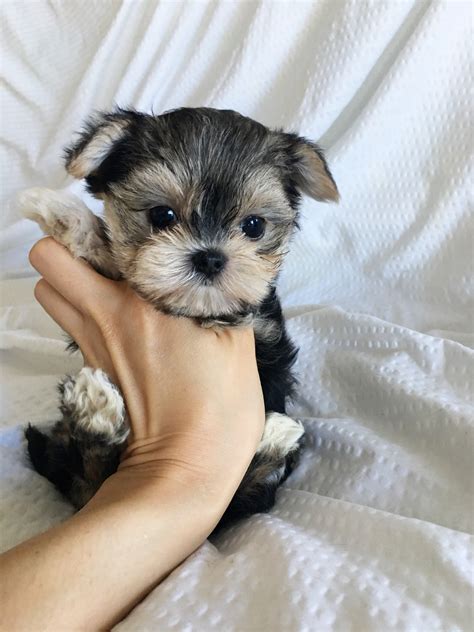 Doesn't get any cuter then this. Tiny Teacup Morkie Puppy for sale! Wonder | iHeartTeacups