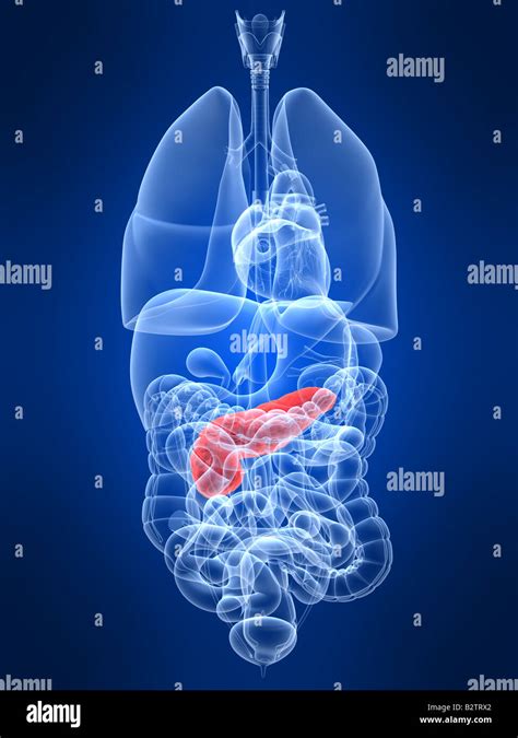 Pancreas And Kidney Hi Res Stock Photography And Images Alamy