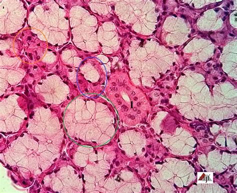 Histology Atlas Online Sublingual Slide 49