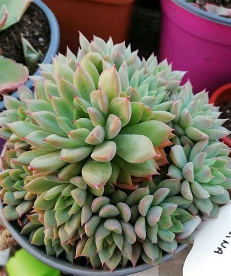 What medicinal instruments are used in obtaining the blood? Echeveria Mebina | Suculentas, Cactos e suculentas, Plantas