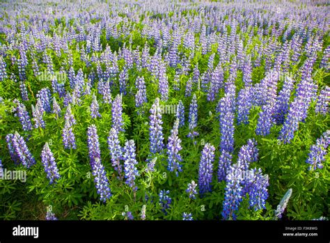 Blue Alaskan Lupins Lupinus Nootkatensis Cover Vast Swathes Of