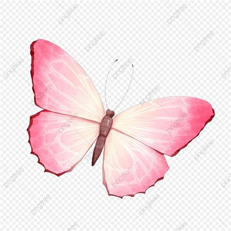 Butterfly Watercolor Floral Watercolor Photoshop Pink Images White Butterfly Black Spot