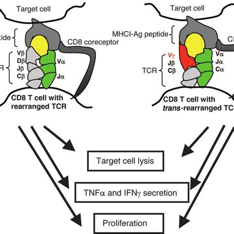 Schematic Illustration Of The Generation Of Tcr Trans Rearrangement By