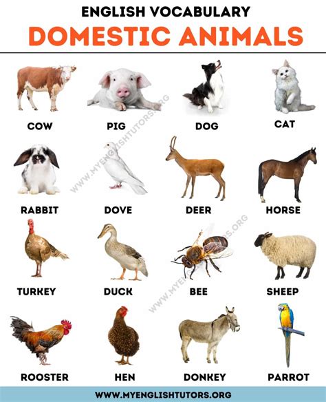 Farm Animals List Of 15 Animals That Live In The Farm My English Tutors