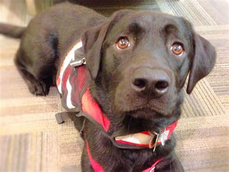 Check spelling or type a new query. Service Dog Laws For Dummies