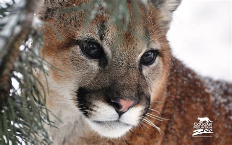 Cougar 4k Wallpapers For Your Desktop Or Mobile Screen Free And Easy To