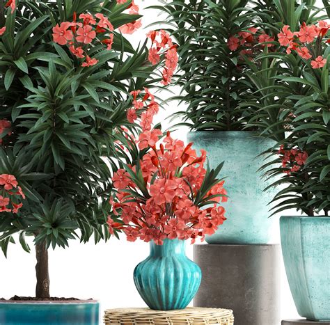 Collection Nerium Oleander Red 3d Model Cgtrader