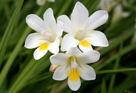 Meanings And Symbolism Of Freesia Flower